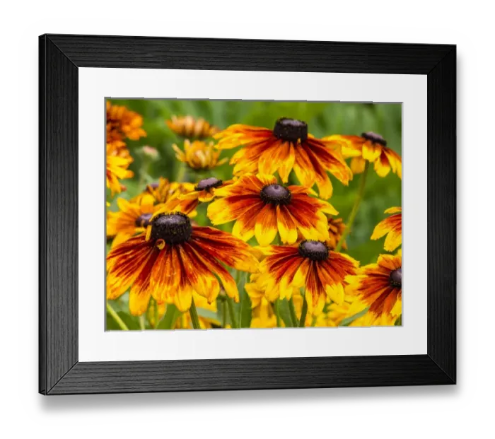 Framed Print : North America; USA; Washington; Seattle; Cherokee Sunset in Full Bloom