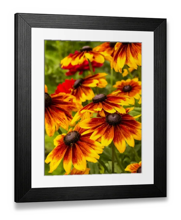 Framed Print : North America; USA; Washington; Seattle; Cherokee Sunset in Full Bloom Framed Print : North America; USA; Washington; Seattle; Cherokee Sunset in Full Bloom