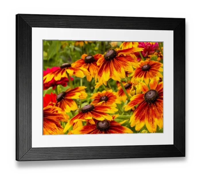 Framed Print : North America; USA; Washington; Seattle; Cherokee Sunset in Full Bloom Framed Print : North America; USA; Washington; Seattle; Cherokee Sunset in Full Bloom