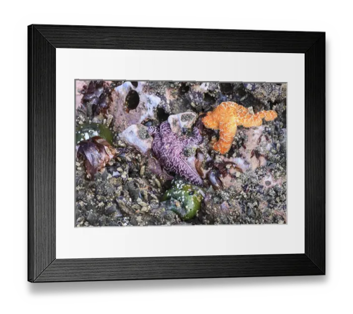 Framed Print : Tidal beach with sea stars. Olympic National Park, Washington, US Framed Print : Tidal beach with sea stars. Olympic National Park, Washington, US