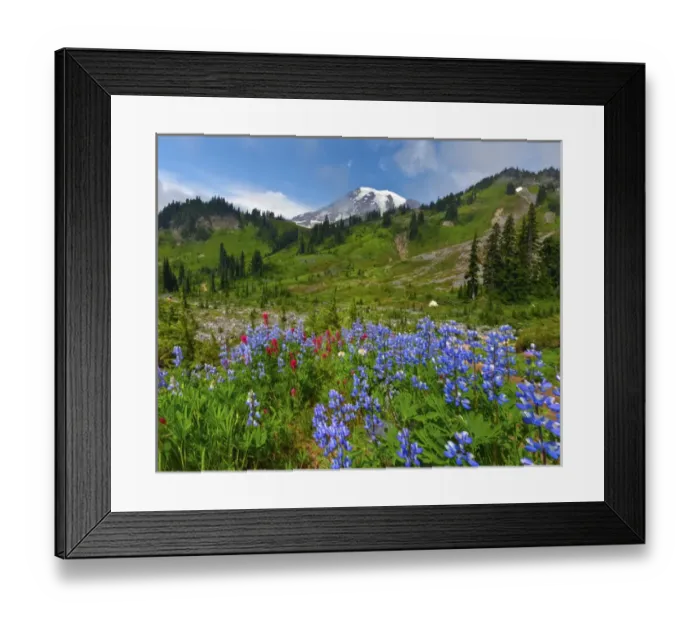 Framed Print : Wildflowers on meadows. Mount Rainier National Park, Washington. US Framed Print : Wildflowers on meadows. Mount Rainier National Park, Washington. US