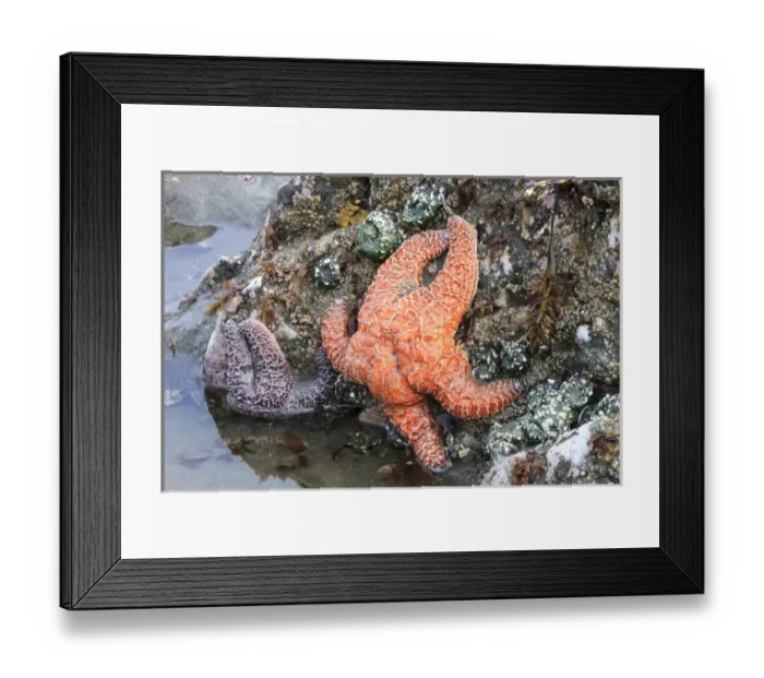 Framed Print : Tidal beach with sea stars. Olympic National Park, Washington, US Framed Print : Tidal beach with sea stars. Olympic National Park, Washington, US