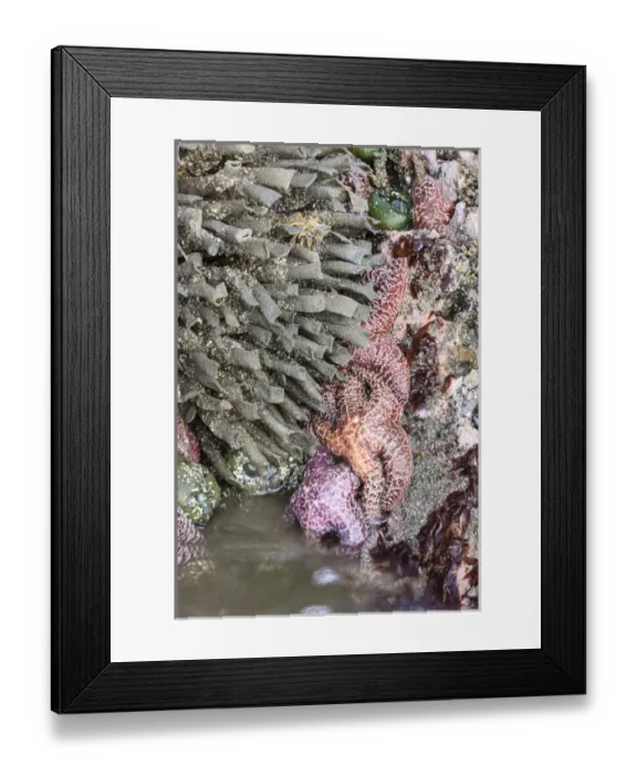 Framed Print : Tidal beach with sea stars. Olympic National Park, Washington, US Framed Print : Tidal beach with sea stars. Olympic National Park, Washington, US
