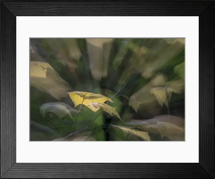 Framed Print : Fall colors Seattle Arboretum. Washington