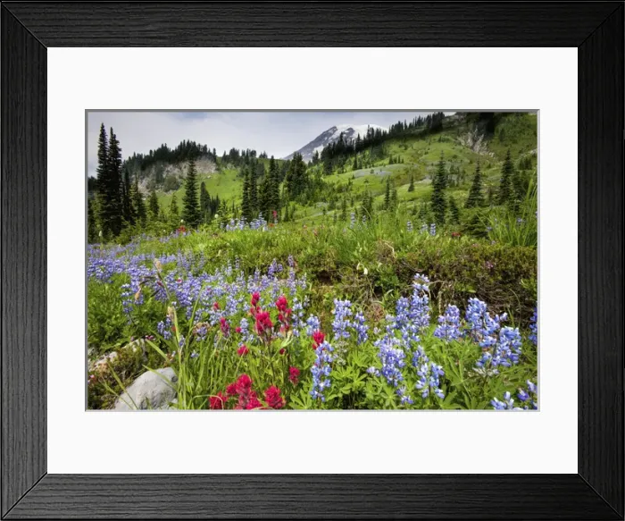 Framed Print : Wildflowers on meadows. Mount Rainier National Park, Washington. US Framed Print : Wildflowers on meadows. Mount Rainier National Park, Washington. US