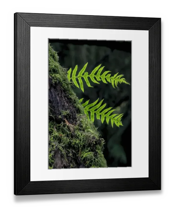 Framed Print : Fall colors Seattle Arboretum. Washington Framed Print : Fall colors Seattle Arboretum. Washington
