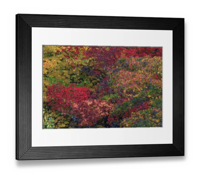 Framed Print : Fall colors Seattle Arboretum. Washington Framed Print : Fall colors Seattle Arboretum. Washington