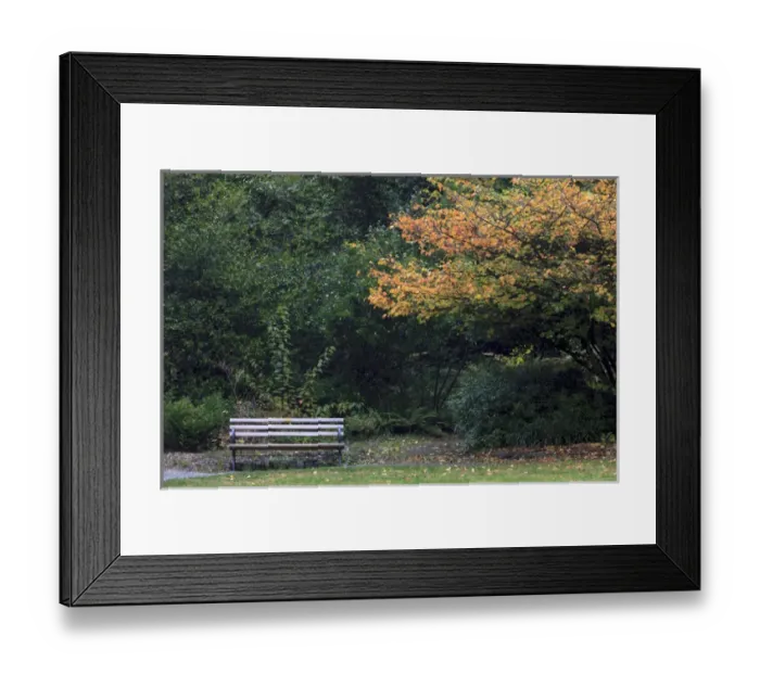 Framed Print : Bench. Fall colors Seattle Arboretum. Washington Framed Print : Bench. Fall colors Seattle Arboretum. Washington