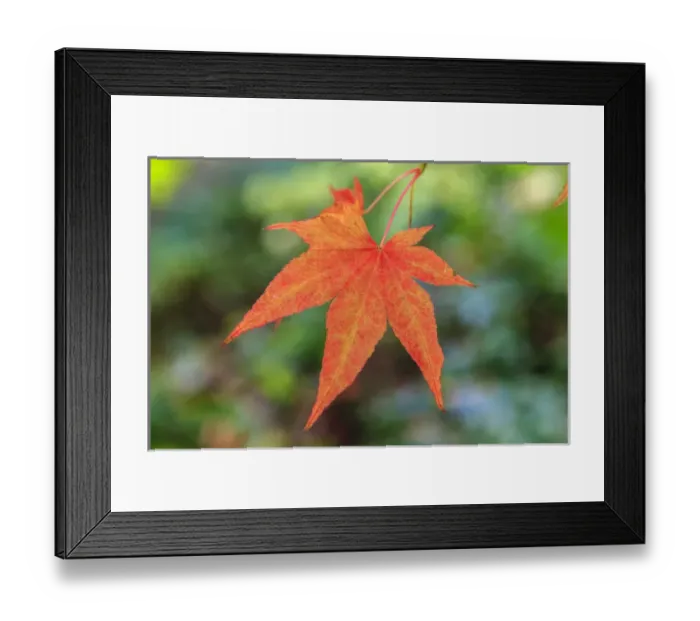 Framed Print : Leaf. Fall colors Seattle Arboretum. Washington Framed Print : Leaf. Fall colors Seattle Arboretum. Washington