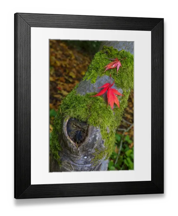 Framed Print : Leaf. Fall colors Seattle Arboretum. Washington Framed Print : Leaf. Fall colors Seattle Arboretum. Washington
