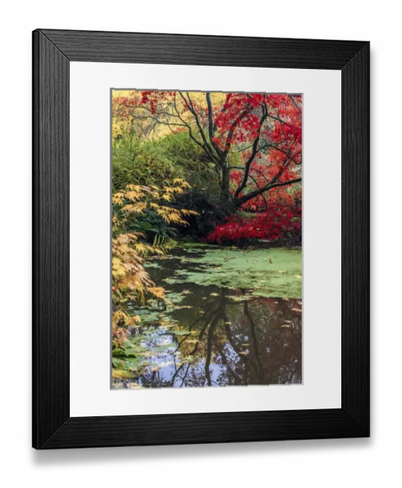Framed Print : Fall colors. Arboretum. Seattle. Washington Framed Print : Fall colors. Arboretum. Seattle. Washington