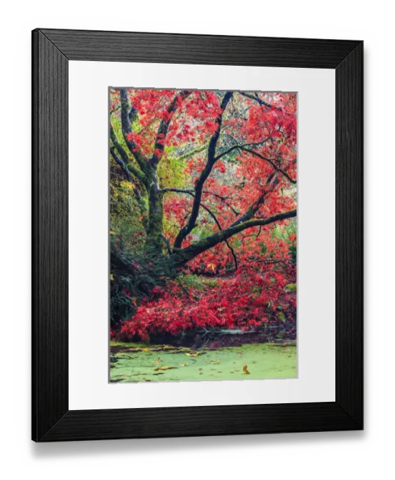 Framed Print : Fall colors. Arboretum. Seattle. Washington Framed Print : Fall colors. Arboretum. Seattle. Washington
