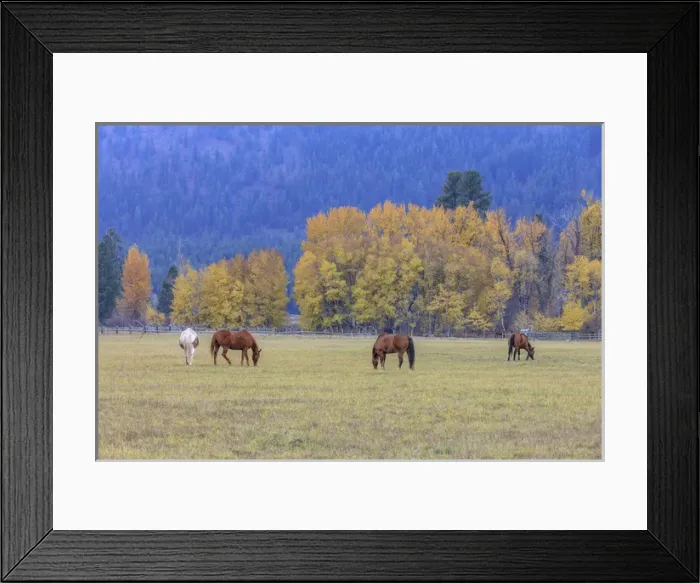 Framed Print : Grazing horses. Winthrop. Western Washington