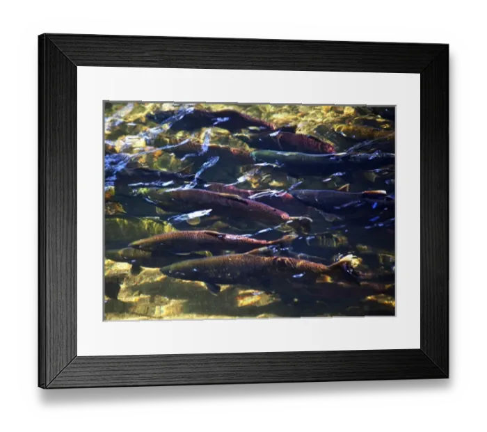 Framed Print : Multi-Colored, Coho, Sockeye, and Chinook Salmon, Issaquah Creek, Washington Salmon Framed Print : Multi-Colored, Coho, Sockeye, and Chinook Salmon, Issaquah Creek, Washington Salmon