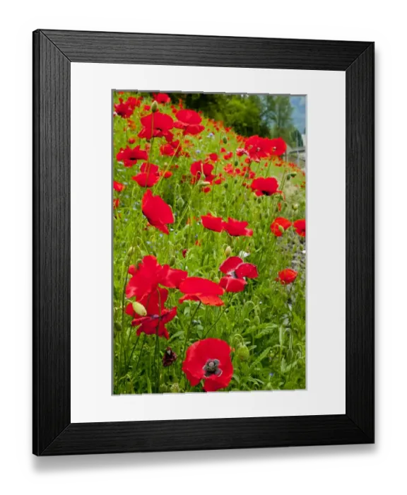 Framed Print : Red Poppies Flowers in Field Snoqualme Washington Papaver Rhoeas Common Poppy Flower Framed Print : Red Poppies Flowers in Field Snoqualme Washington Papaver Rhoeas Common Poppy Flower