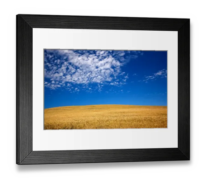 Framed Print : Ripe Wheat Field Ready for Harvest Palouse Washington State Pacific Northwest Framed Print : Ripe Wheat Field Ready for Harvest Palouse Washington State Pacific Northwest