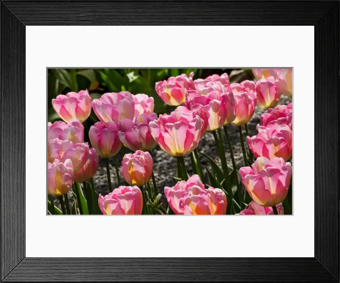 Framed Print : Pink Yellow Tulips Flowers Skagit Valley Farm Washington State Pacific Northwest Framed Print : Pink Yellow Tulips Flowers Skagit Valley Farm Washington State Pacific Northwest