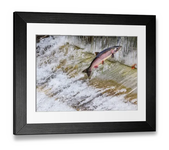 Framed Print : Salmon Jumping Dam Issaquah Hatchery Washington. Salmon swim up the Issaquah creek Framed Print : Salmon Jumping Dam Issaquah Hatchery Washington. Salmon swim up the Issaquah creek