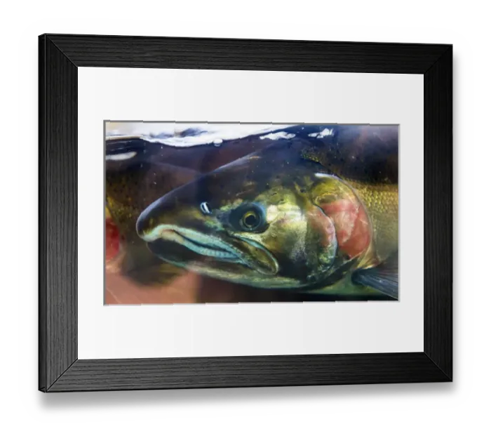 Framed Print : Salmon Head Close Up Issaquah Hatchery Washington. Salmon swim up the Issaquah creek