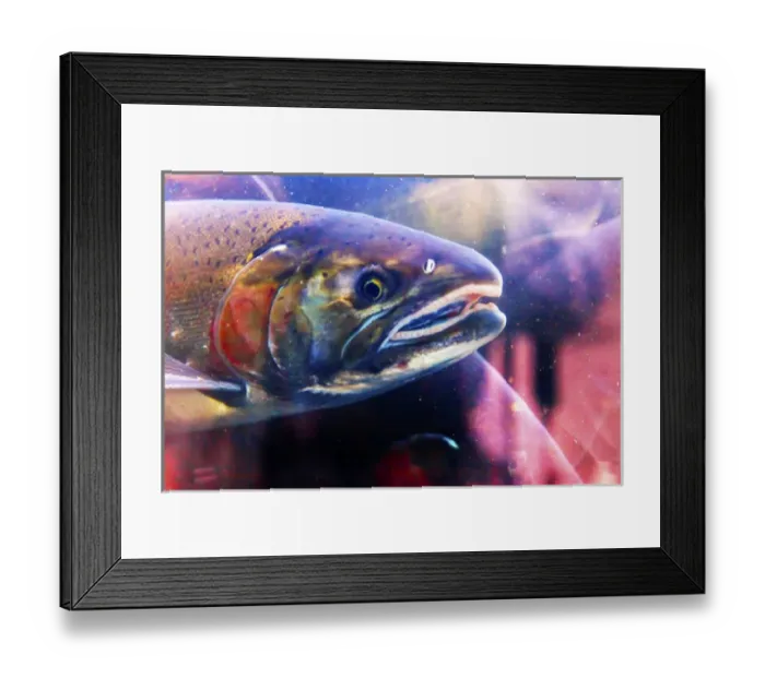 Framed Print : Salmon Head Close Up Issaquah Hatchery Washington. Salmon swim up the Issaquah creek Framed Print : Salmon Head Close Up Issaquah Hatchery Washington. Salmon swim up the Issaquah creek