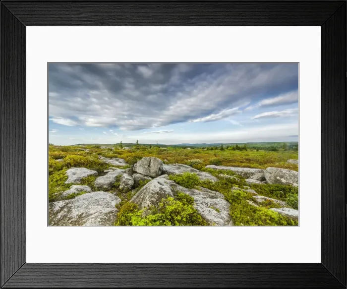 Framed Print : USA, West Virginia, Davis. Landscape in Dolly Sods Wilderness Area Framed Print : USA, West Virginia, Davis. Landscape in Dolly Sods Wilderness Area
