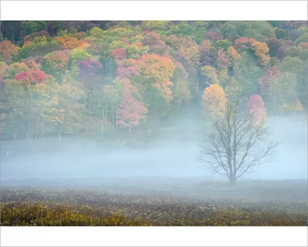 USA, West Virginia, Canaan Valley State Park. Lone bare tree and forest in fog. Credit as