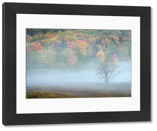 USA, West Virginia, Canaan Valley State Park. Lone bare tree and forest in fog. Credit as