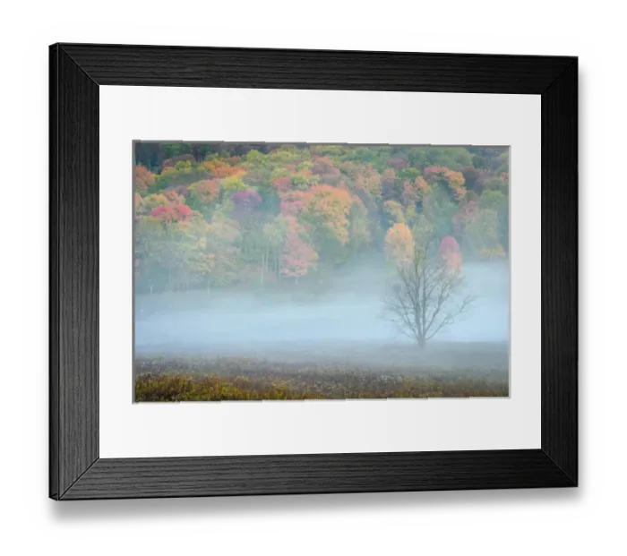 Framed Print : USA, West Virginia, Canaan Valley State Park. Lone bare tree and forest in fog. Credit as