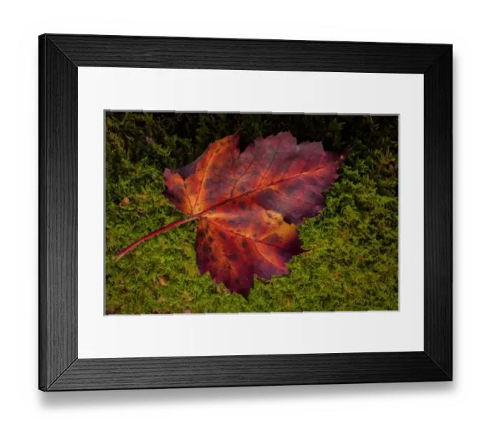 Framed Print : USA, West Virginia, Blackwater Falls State Park. Close-up of maple leaf. Credit as Framed Print : USA, West Virginia, Blackwater Falls State Park. Close-up of maple leaf. Credit as