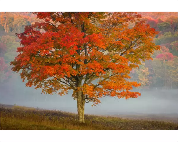 USA, West Virginia, Canaan Valley State Park. Lone tree and forest in fog. Credit as