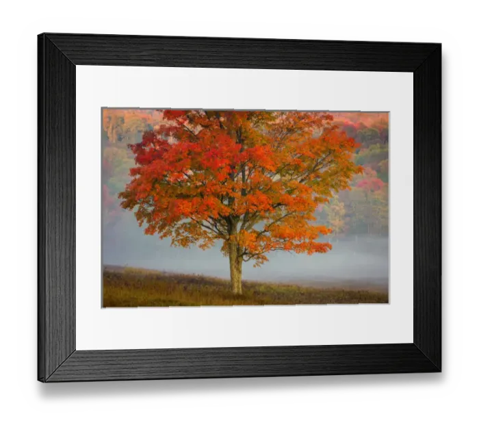 Framed Print : USA, West Virginia, Canaan Valley State Park. Lone tree and forest in fog. Credit as Framed Print : USA, West Virginia, Canaan Valley State Park. Lone tree and forest in fog. Credit as