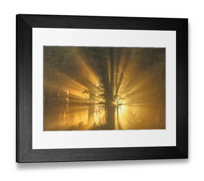 Framed Print : USA, West Virginia, Canaan Valley State Park. Sunburst through tree in forest. Credit as Framed Print : USA, West Virginia, Canaan Valley State Park. Sunburst through tree in forest. Credit as