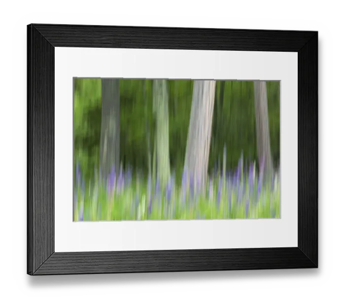 Framed Print : Abstract artistic blur of trees and lupine blossoms. USA, Wisconsin Framed Print : Abstract artistic blur of trees and lupine blossoms. USA, Wisconsin