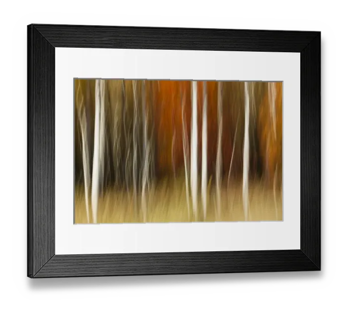 Framed Print : Abstract impression of birch trees in Autumn foliage, Wisconsin Framed Print : Abstract impression of birch trees in Autumn foliage, Wisconsin