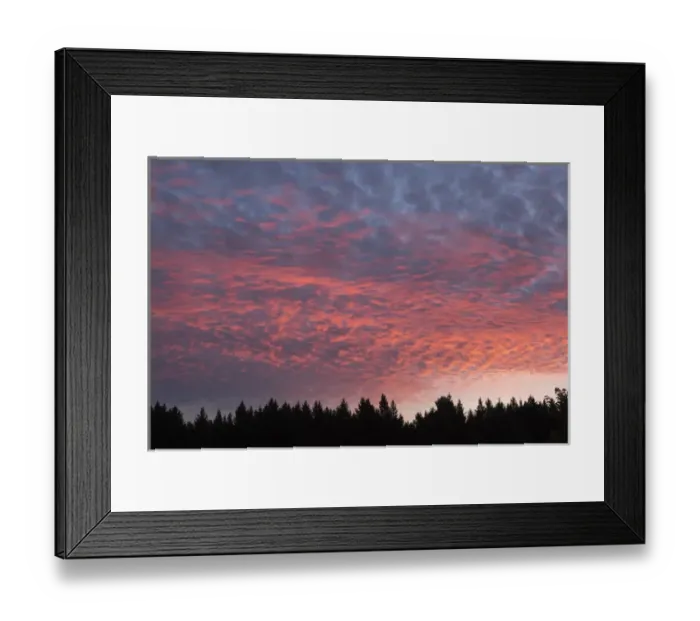 Framed Print : USA, Wisconsin. Sunset with alto cumulus clouds and silhouetted treeline Framed Print : USA, Wisconsin. Sunset with alto cumulus clouds and silhouetted treeline