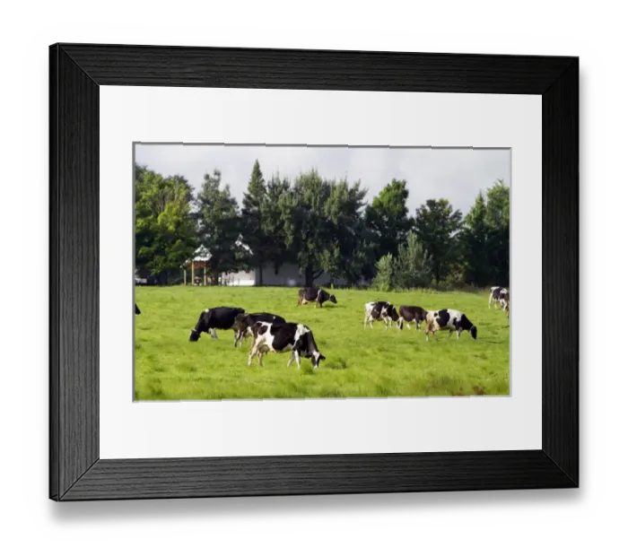 Framed Print : Dairy cows and farm near Taylor County, Wisconsin, USA Framed Print : Dairy cows and farm near Taylor County, Wisconsin, USA