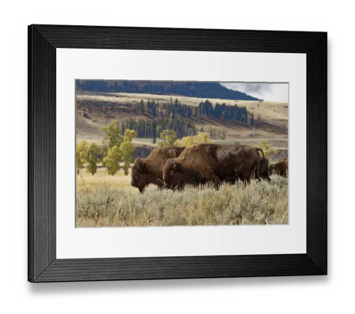 Framed Print : Herd of Bison in fall, Lamar Valley, Yellowstone National Park, Montana / Wyoming Framed Print : Herd of Bison in fall, Lamar Valley, Yellowstone National Park, Montana / Wyoming