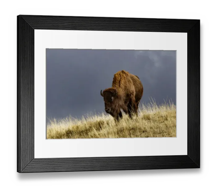 Framed Print : Bison in fall, Lamar Valley, Yellowstone National Park, Montana / Wyoming Framed Print : Bison in fall, Lamar Valley, Yellowstone National Park, Montana / Wyoming