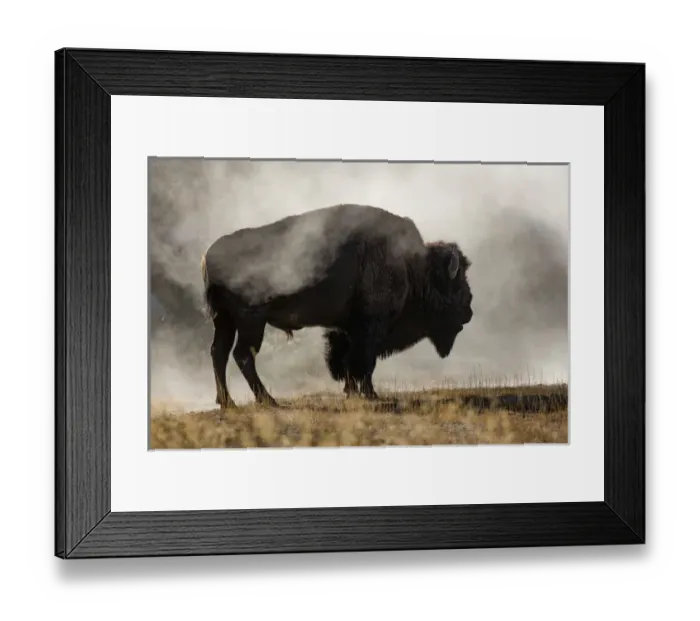 Framed Print : Bison in mist, Upper Geyser Basin near Old Faithful, Yellowstone National Park