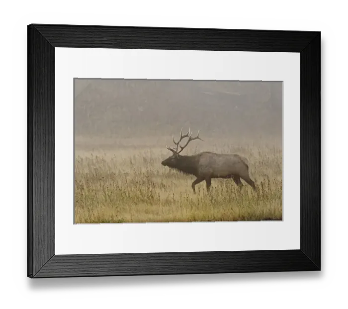 Framed Print : Bull Elk on foggy morning along Madison River, Yellowstone National Park, Montana  /  Wyoming