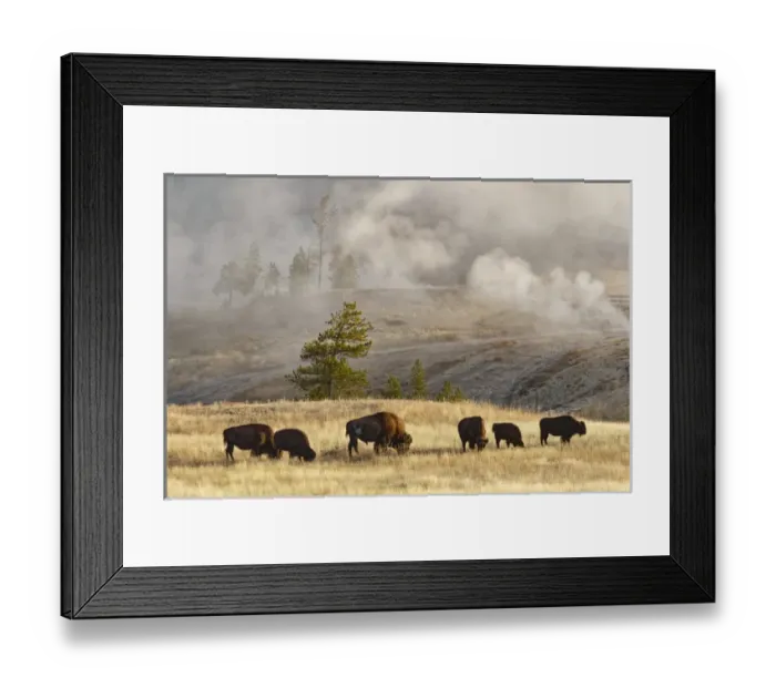 Framed Print : Herd of Bison near Old Faithful Geyser Upper Geyser Basin, Yellowstone National Park Framed Print : Herd of Bison near Old Faithful Geyser Upper Geyser Basin, Yellowstone National Park