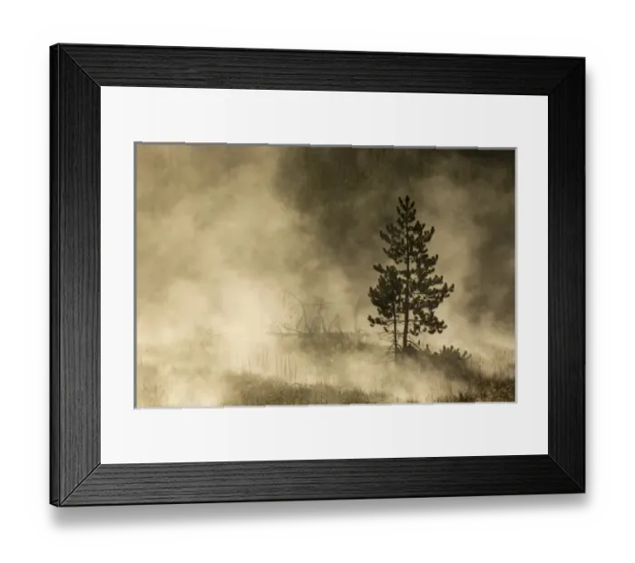 Framed Print : Trees silhouetted in morning mist, Yellowstone National Park, Wyoming  /  Montana