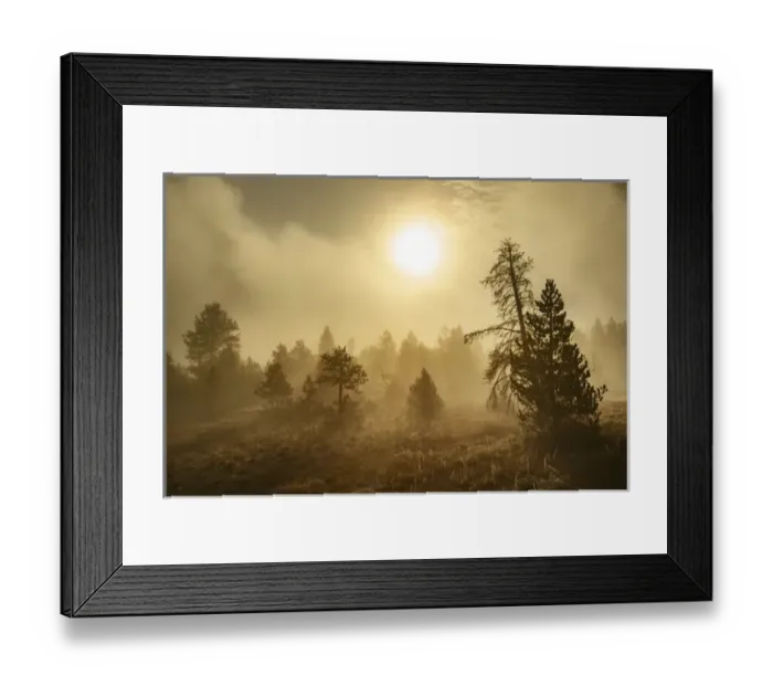 Framed Print : Tree silhouetted at sunrise, Upper Geyser Basin, Yellowstone National Park Framed Print : Tree silhouetted at sunrise, Upper Geyser Basin, Yellowstone National Park