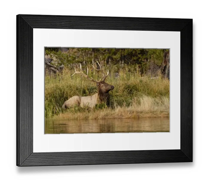 Framed Print : Bull Elk along Madison River, Yellowstone National Park, Montana / Wyoming Framed Print : Bull Elk along Madison River, Yellowstone National Park, Montana / Wyoming