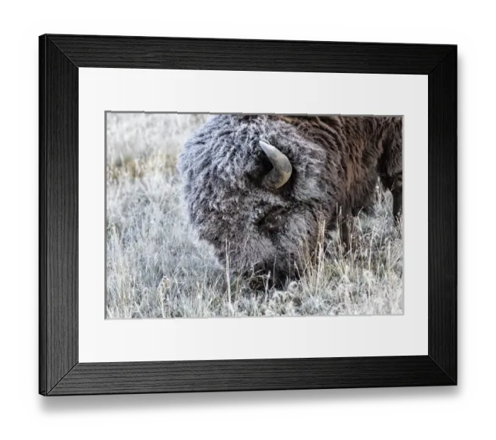Framed Print : Frosted Bison grazing Yellowstone National Park, Montana / Wyoming Framed Print : Frosted Bison grazing Yellowstone National Park, Montana / Wyoming