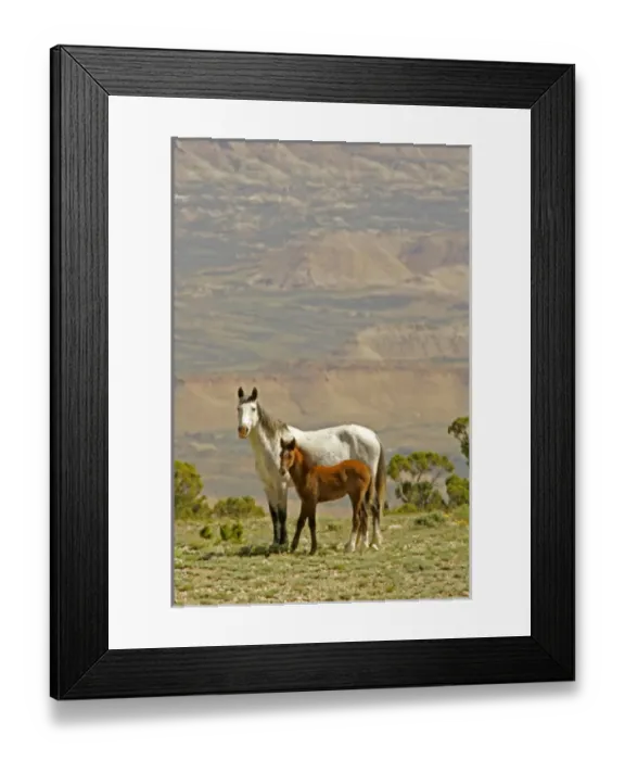Framed Print : USA, Wyoming, Carbon County. Wild horse mare and colt