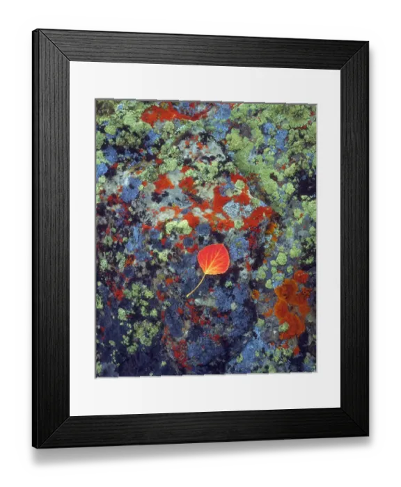 Framed Print : USA, Wyoming, Apen leaf on a lichen covered rock, WY