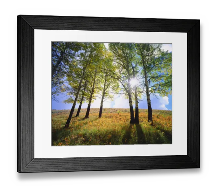 Framed Print : USA; Wyoming; Grand Teton National Park. Autumn Colors of the forest