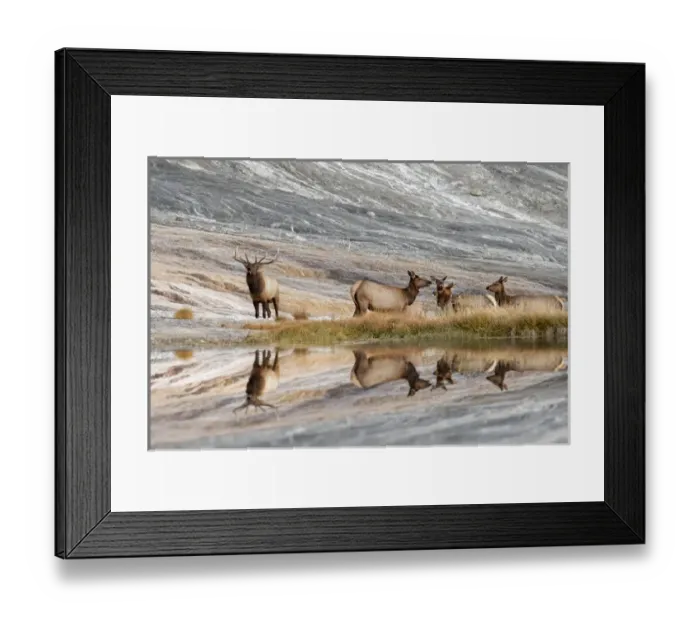 Framed Print : Bull Elk and herd of females and reflection, Canary Spring, Yellowstone National Park Framed Print : Bull Elk and herd of females and reflection, Canary Spring, Yellowstone National Park