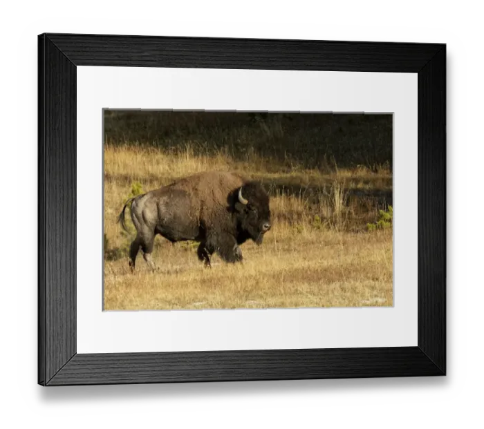 Framed Print : Bison, Yellowstone National Park, Montana  /  Wyoming
